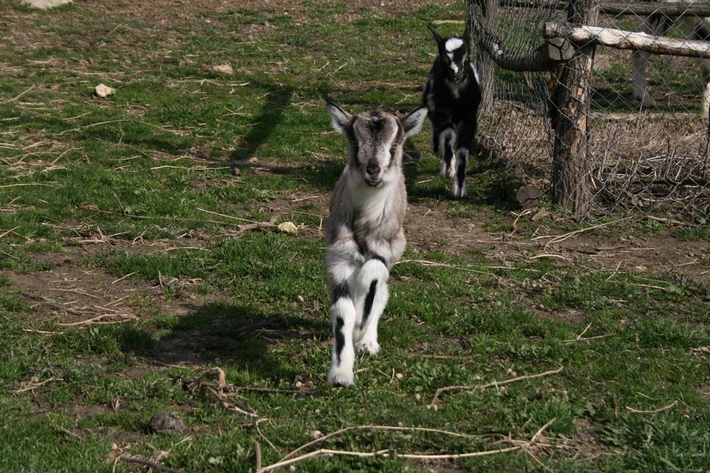 Malomdűlő Farmház Pilisborosjenő Exterior foto