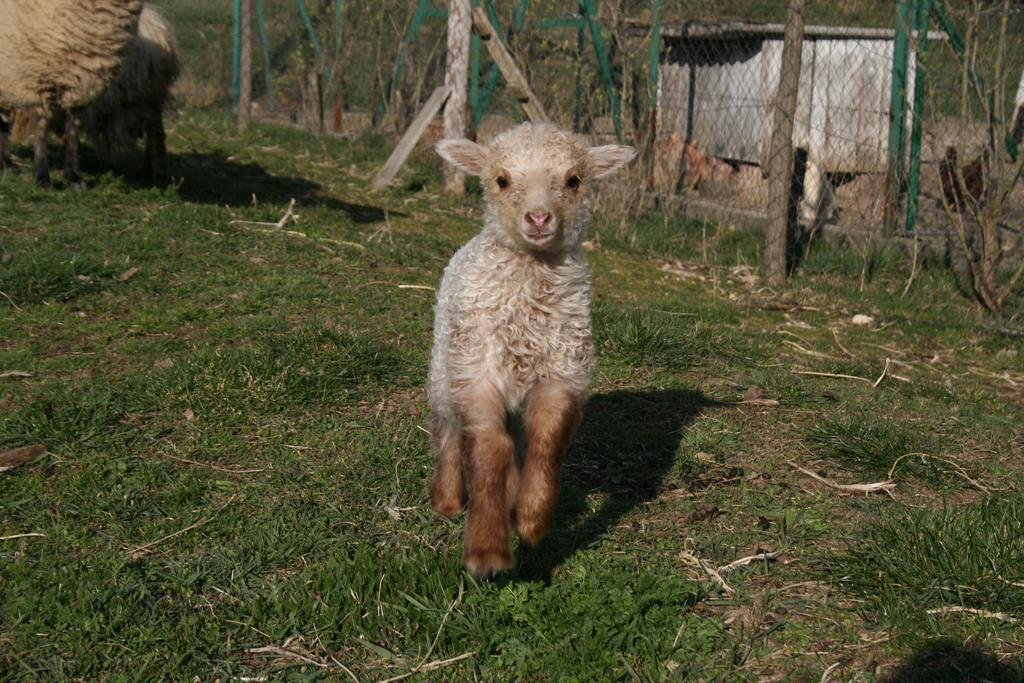 Malomdűlő Farmház Pilisborosjenő Exterior foto