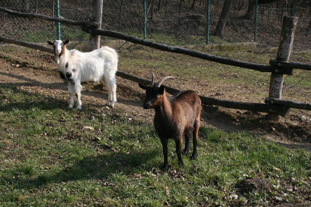 Malomdűlő Farmház Pilisborosjenő Exterior foto